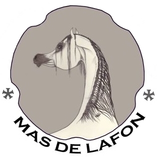 MDL VISITE