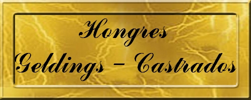 HONGRE - GELDING
