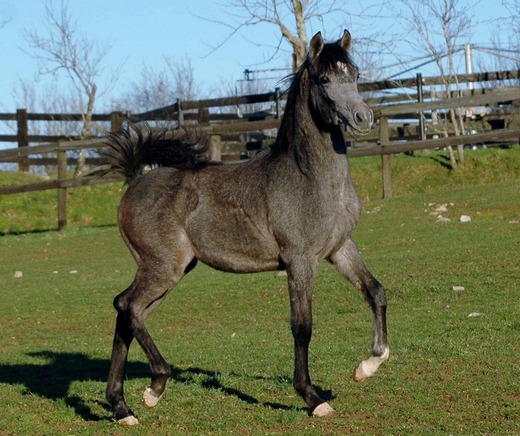 ENKO05