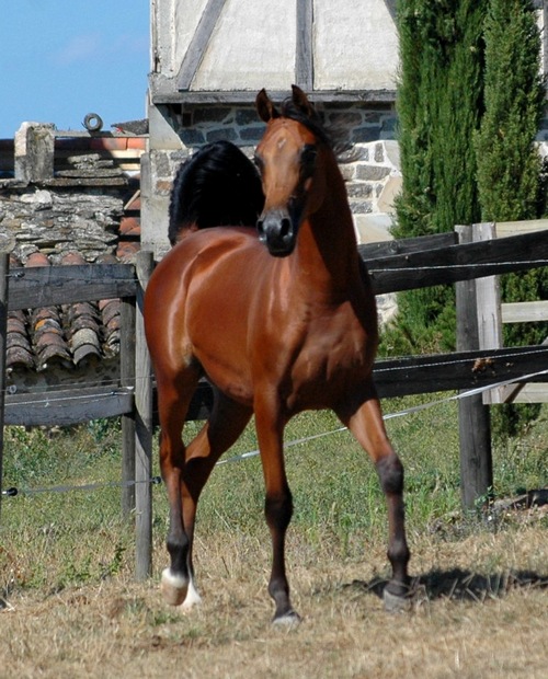 mirjj 7