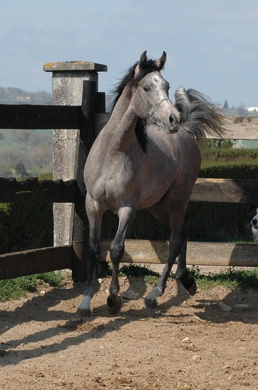 sandokan53
