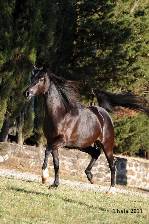 CHEHERAZADE18