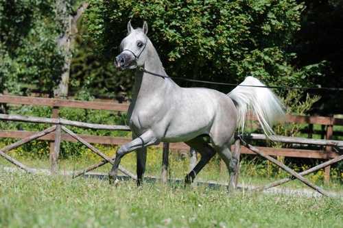 ENCORE4345
