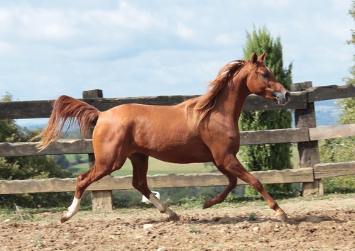 PASHAWAN9033