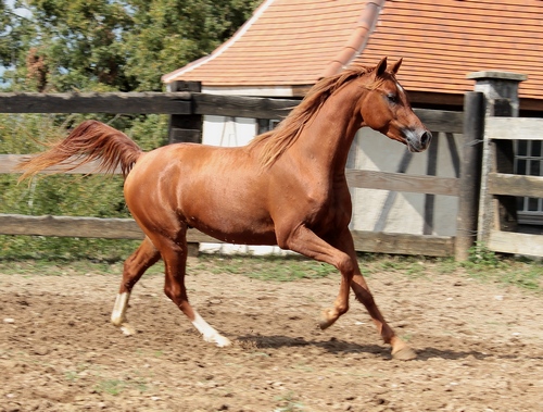 PASHAWAN9036