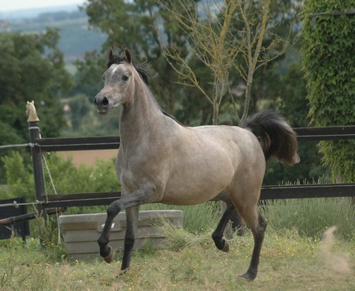 quelinka 260