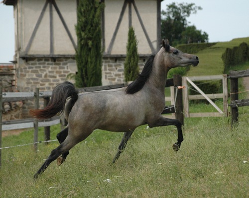 quelinka 289