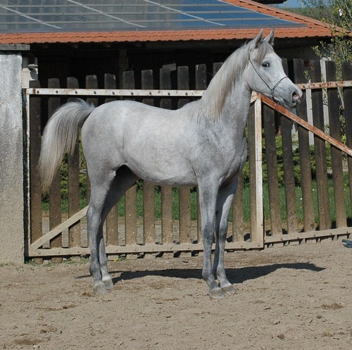 SPITAC