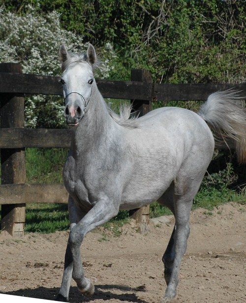 SPITAC