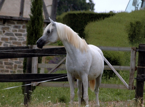 vassilia 135