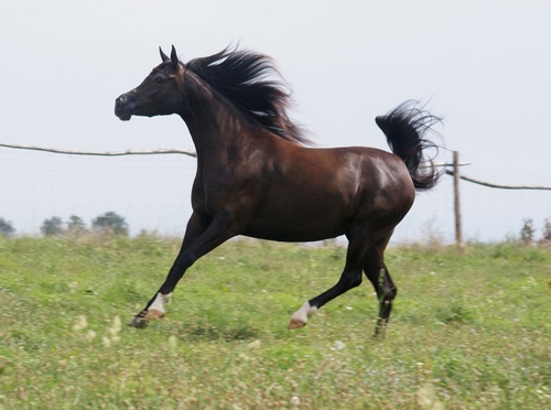 CHEHERAZADE 1