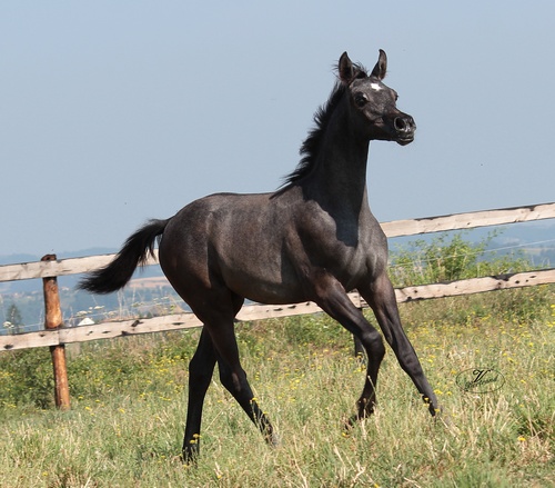 GHALA 9762