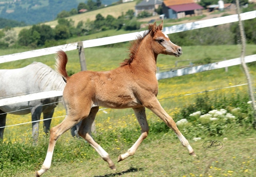 LOUNA 5495