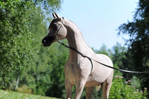 SHIRAZ 2014-08-2