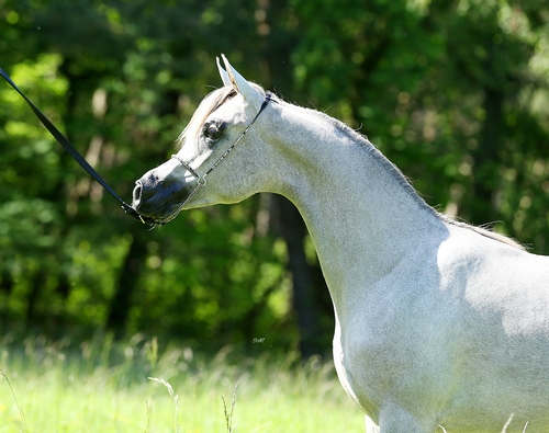 SHIRAZ 9527