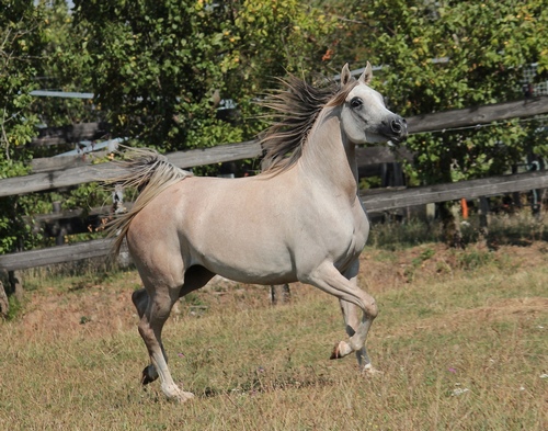 BESS LOLA 293