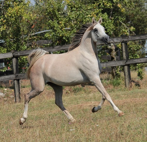 BESS LOLA 294