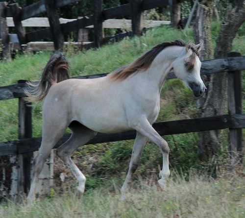 LOUNA3865