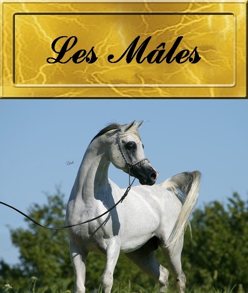 male2015v5