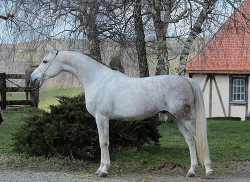 MANHATAN 445