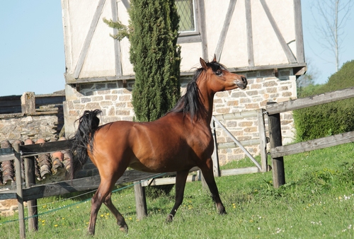 VENUSIA 946