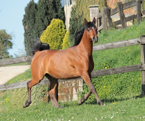VENUSIA 956