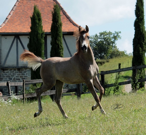 VALESKA 8383
