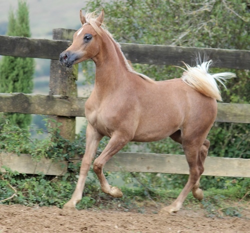 DAENERYS-9452
