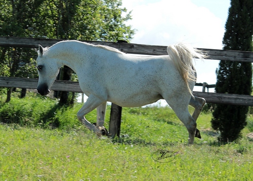 DIACIRA 8337