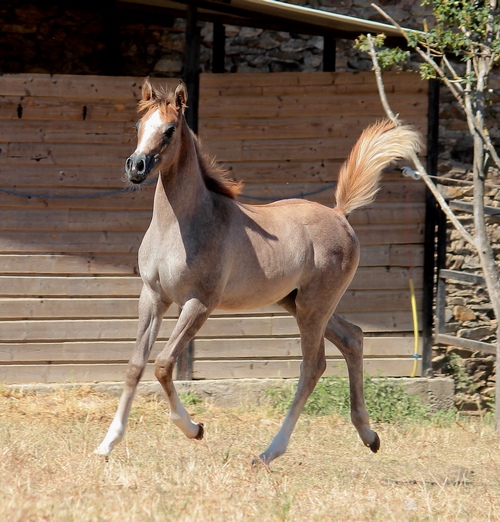 LEYLA3164