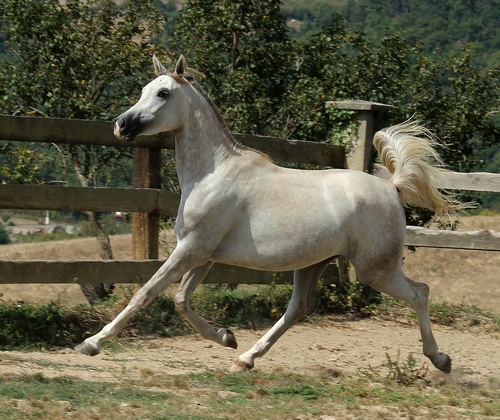 PEGAZUS1791