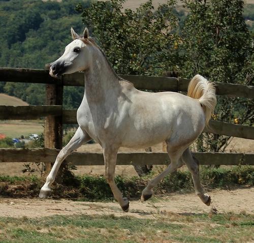PEGAZUS1792