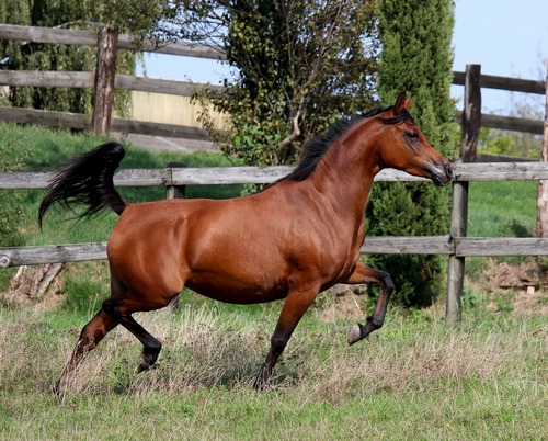 SAHE-2376