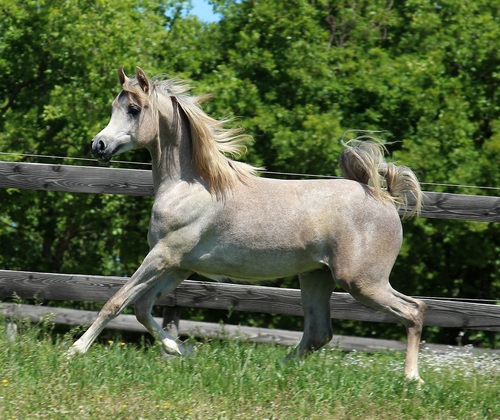 SHAKEEL-1129