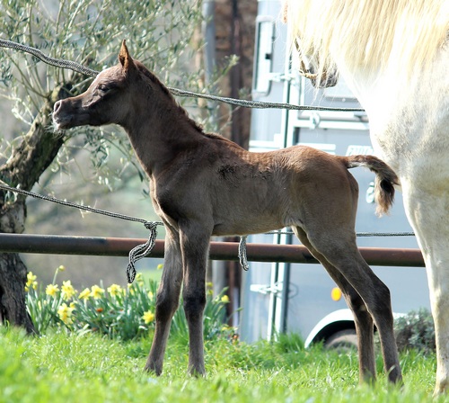 VALEA0033