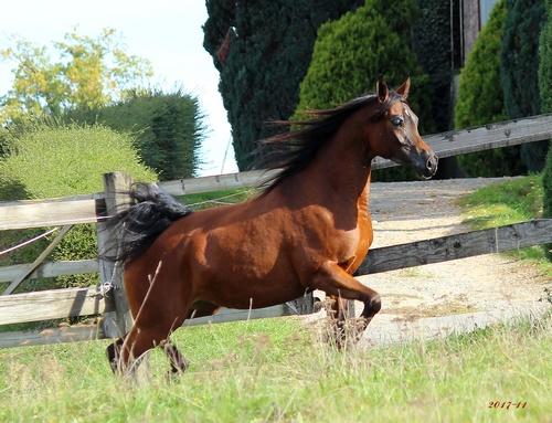 VISKAYA3338
