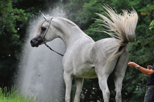 shakeel0011