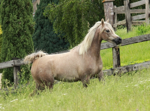 DAENERYS6360