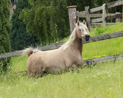 DAENERYS6361