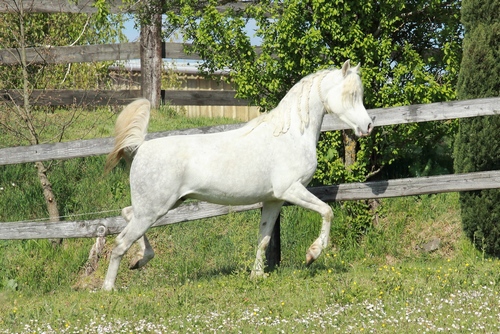 SHAHID7581