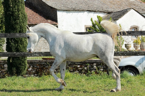 SHAHID7598