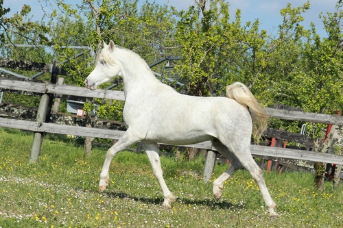 SHAHID7622