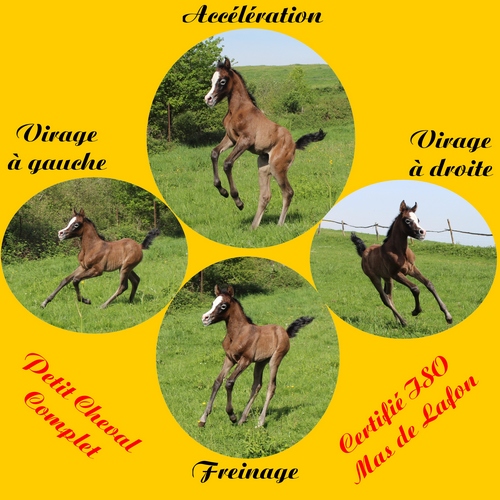 HUMOUR