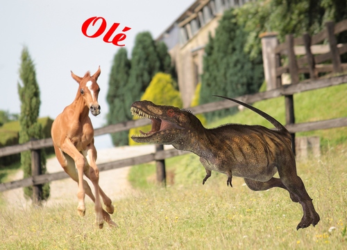OLE REX