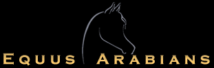 equus