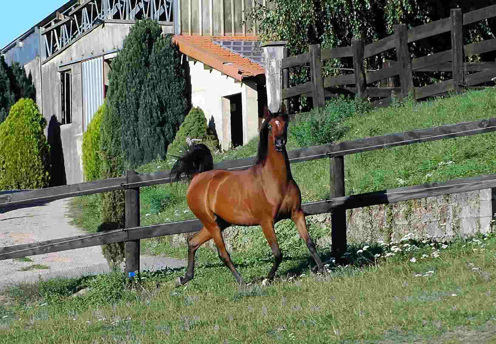 VENUSIA