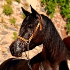 CHEHERAZADE