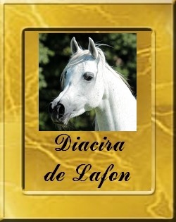 DIACIRA-VIGNETTE