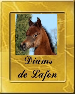 DIAMS-VIGNETTE