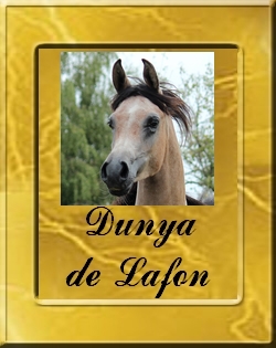 DUNYA-VIGNETTE